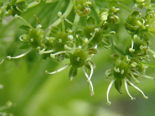 عکس سنبل ختایی Angelica archangelica 10